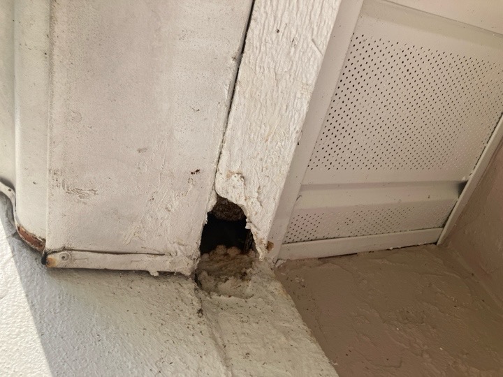 Facia Damage. Exterior home inspection in Spring Hill Florida